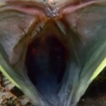 貝の中から出てきた巨大な口を持つ魚