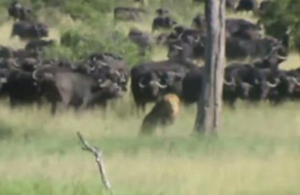 負傷した雄ライオン、アフリカ水牛の群れに襲われる