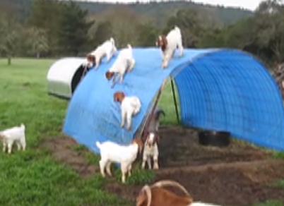 テントの上に登って遊ぶヤギの子供たち