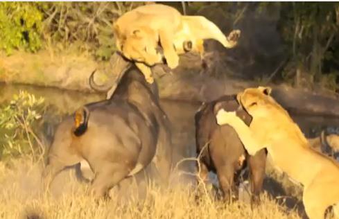 ライオン vs. アフリカ水牛 激しく突き上げられる雌ライオン