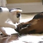 子猫と遊ぶドーベルマン