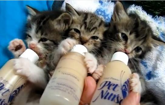 ミルクを飲むカワイイ3匹の子猫