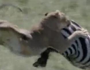 シマウマの強力な後ろ蹴りを喰らうライオン
