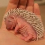 生後一週間のハリネズミの赤ちゃんの映像