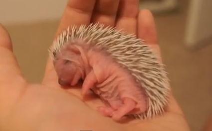 生後一週間のハリネズミの赤ちゃんの映像