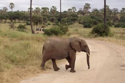 道路を渡る3頭の象。3番目に横断する象に注目！