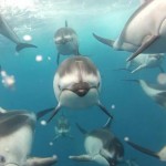 イルカの群れが泳ぐ姿を正面から撮影