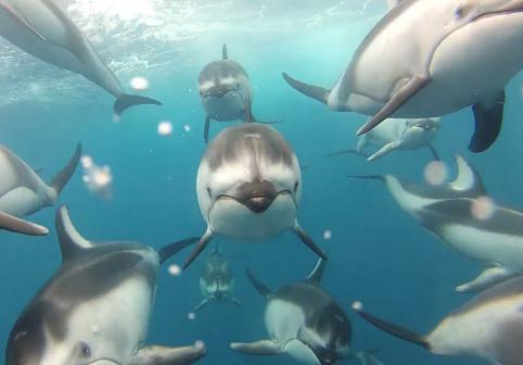 イルカの泳ぐ姿を正面から撮影