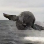 カメラの目の前でクジラがジャンプ