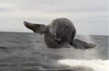 カメラの目の前でクジラがジャンプ