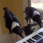 ピアノを演奏する2羽のカラス