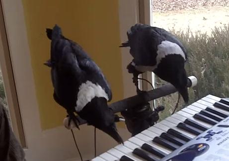 ピアノを演奏する2羽のカラス