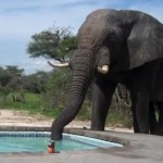 プールに象がやってきた！