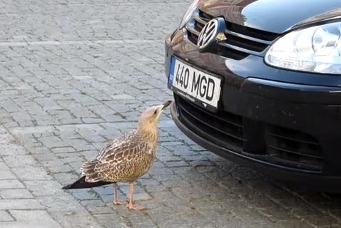自動車のバンパーに付着した無視を食べる賢い鳥