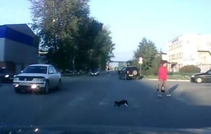 道路の横断の仕方を心得ている猫