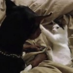 ドーベルマン vs. 子猫