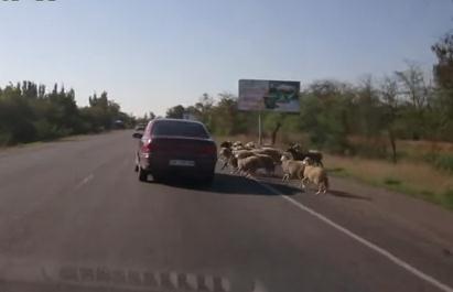 突然道路に飛び出す羊の群れ