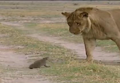 ライオン vs. マングース
