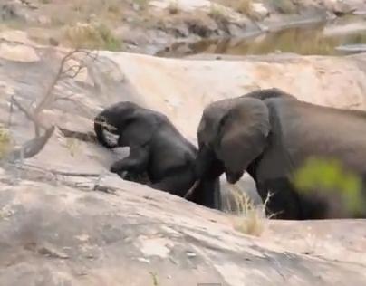 水溜まりから出られなくなった象の赤ちゃんを救出する母
