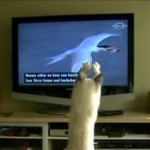 テレビに映っている鳥を捕まえようとする猫
