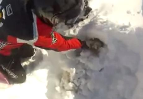 吹雪で雪に埋もれた羊の救出