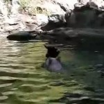 水中で動けなくなったヤギを豚が救助