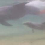 イルカ出産の瞬間の映像