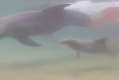 イルカ 出産の瞬間の映像