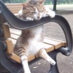 ベンチに座ってリラックスする猫