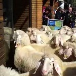 スポーツ用品店に大挙して押しかける羊の大群