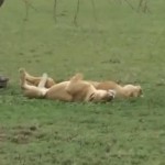 シマウマの視線の先には…ひっくり返って眠るライオン