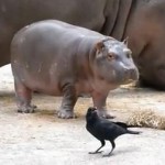 東武動物公園のカバの赤ちゃん vs. カラス