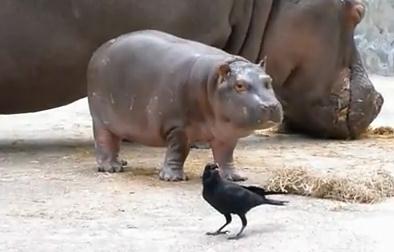 東武動物公園のカバの赤ちゃん vs. カラス