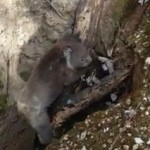 深い穴に落ちたコアラの救助
