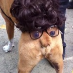 ボクサー犬がハロウィンで面白い仮装