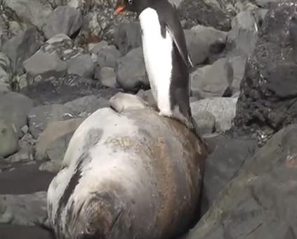 ペンギンに睡眠を妨害されて叫ぶアザラシ