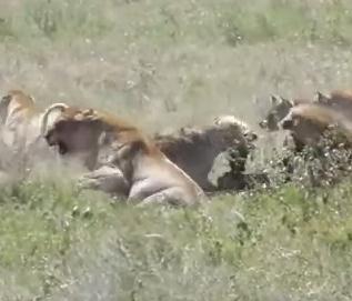 ライオン vs. ハイエナ ライオンの獲物を横取りするハイエナ