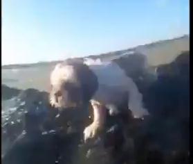 海に囲まれた岩に取り残された犬をカヌーで救助