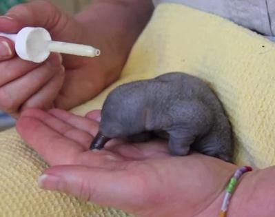 エキドナ パグルの赤ちゃん / シドニー、タロンガ動物園