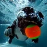 犬がプールでボール遊び、ハイスピードカメラで撮影