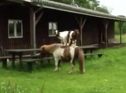 馬の背中に乗る2匹のヤギ