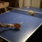卓球の得意なネコ