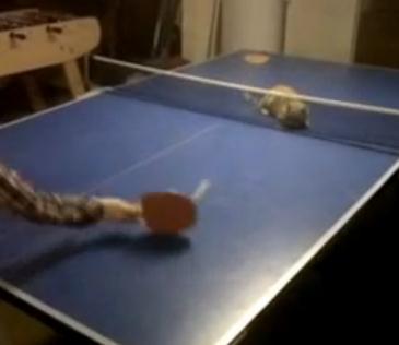 卓球の得意なネコ