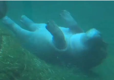 泳ぎを覚えたカバの赤ちゃん、水中バレー