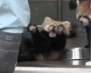 レッサーパンダの赤ちゃん、驚いてひっくり返る