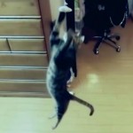 驚異的な跳躍力を持つ猫