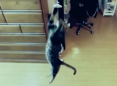 驚異的な跳躍力を持つ猫