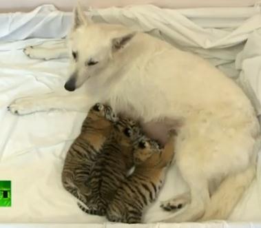 3匹のトラの赤ちゃんの育ての親になる犬