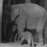 ゾウの赤ちゃんの出産映像