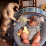 人間の赤ちゃんのおもりをする猫